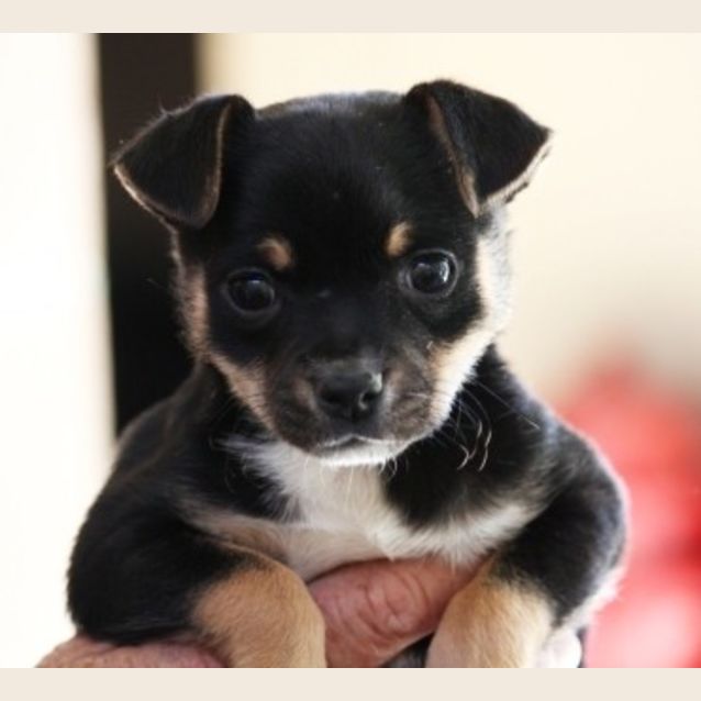 Photo of Adorable Annabelle