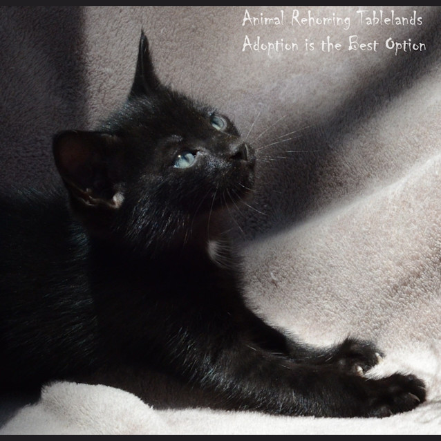 Photo of Jet