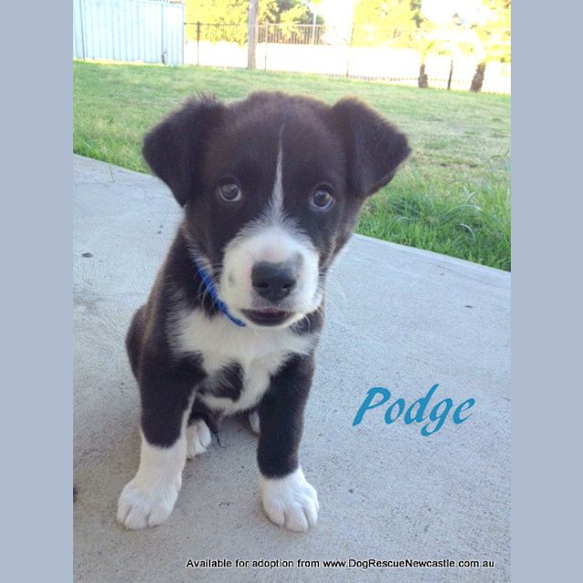 Photo of Puppy Podge (Adopted 11/2013)