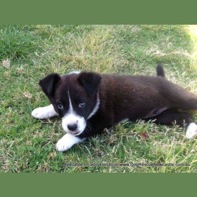 Photo of Puppy Podge (Adopted 11/2013)