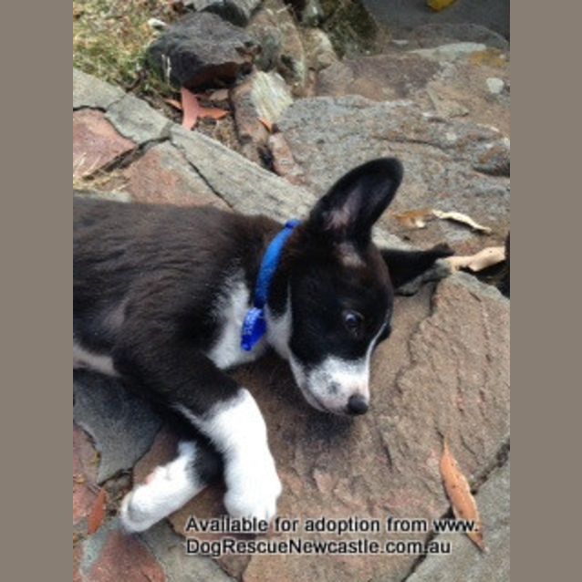 Photo of Puppy Podge (Adopted 11/2013)