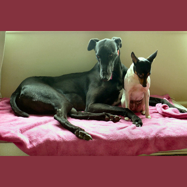 Photo of Curry   Checking Out My New Home