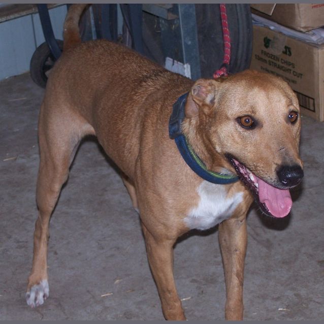 Photo of Daisy (Adoptedby Carer)~ Free To A Suitable Home ~