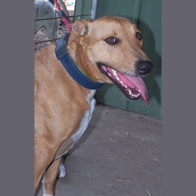 Photo of Daisy (Adoptedby Carer)~ Free To A Suitable Home ~