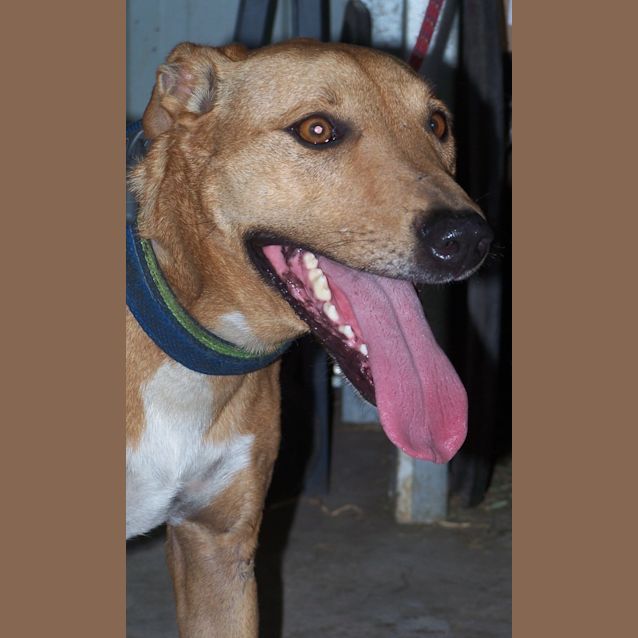 Photo of Daisy (Adoptedby Carer)~ Free To A Suitable Home ~