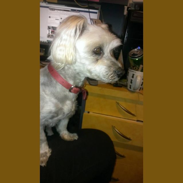 Photo of Otis