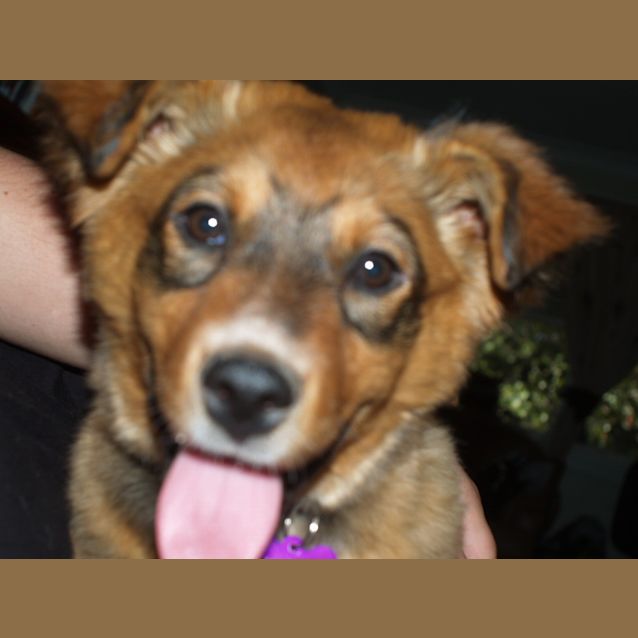 Photo of Daisy   Expressions Of Interest Only