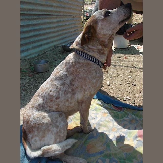 Photo of Chilli
