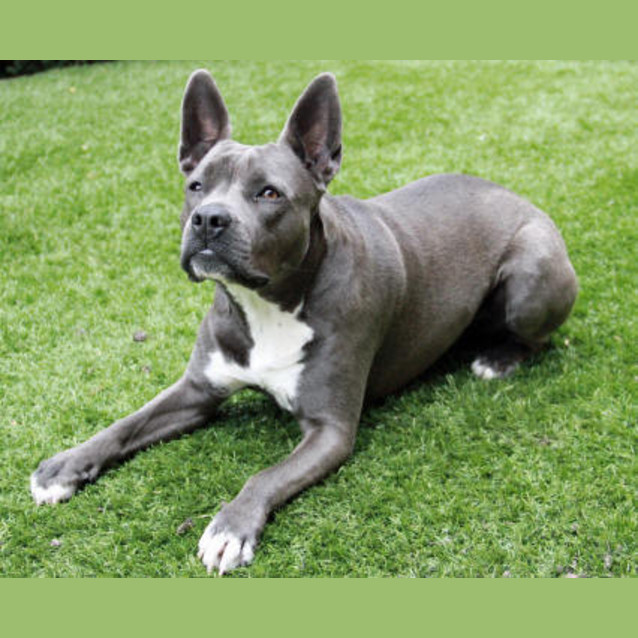 Photo of Blue