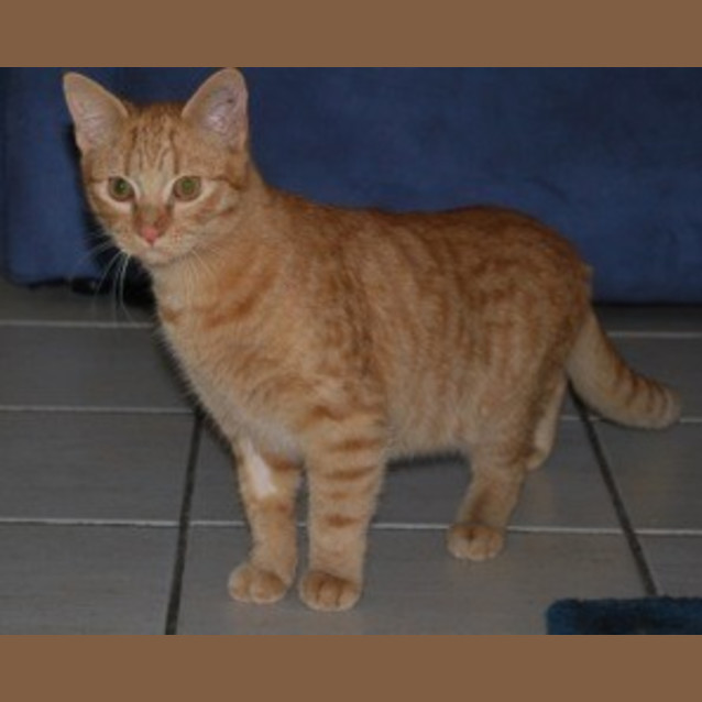 Photo of Rusty