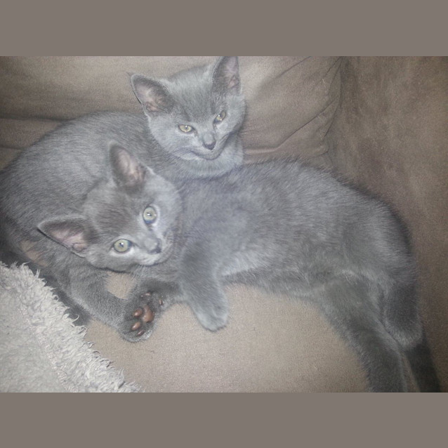 Photo of Ally & Bear * Dual Adoption