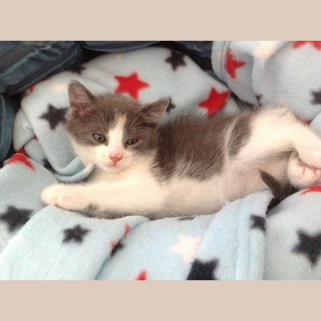 Photo of Dora