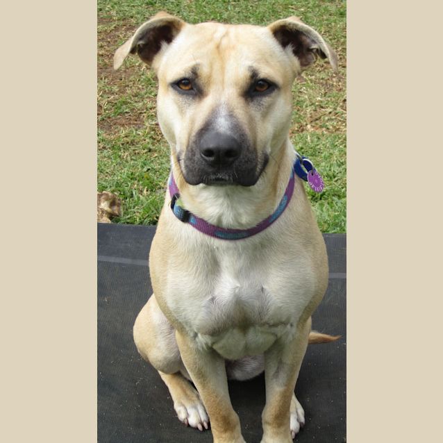 Photo of Nell   Cat Friendly Sweet Girl