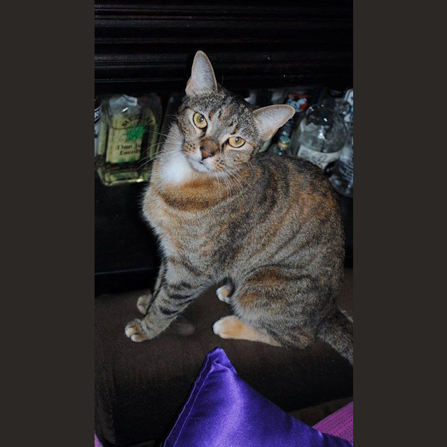 Photo of Snowflake