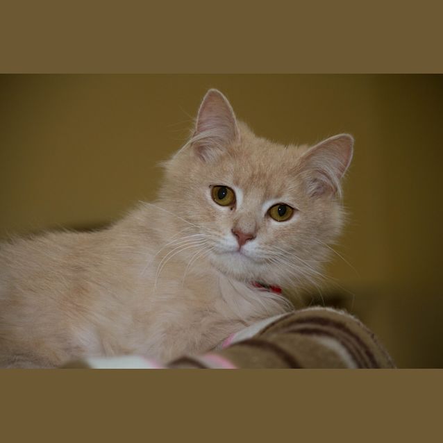 Photo of Mr Jingles (C458)