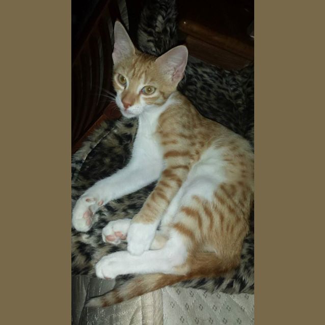 Photo of Hank