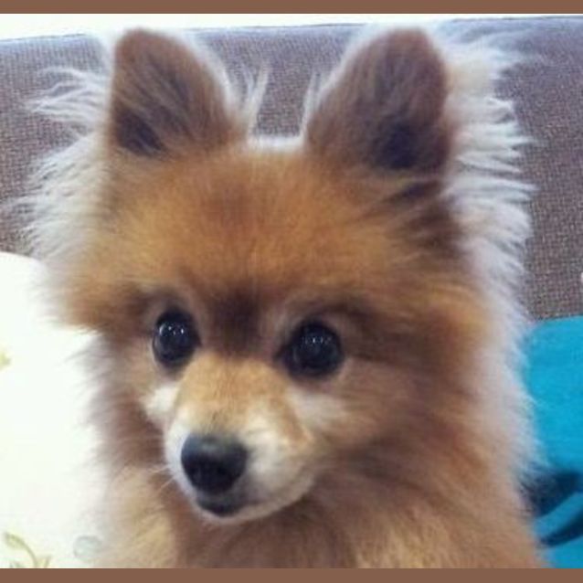 Photo of Yoshi