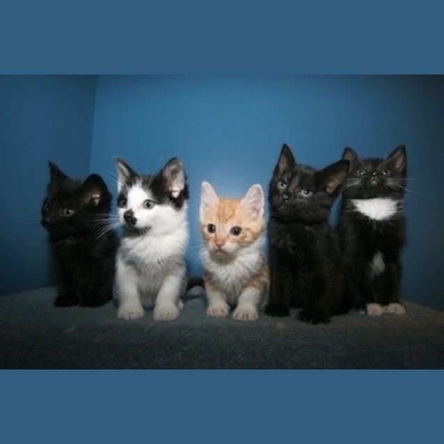 Photo of Kittens