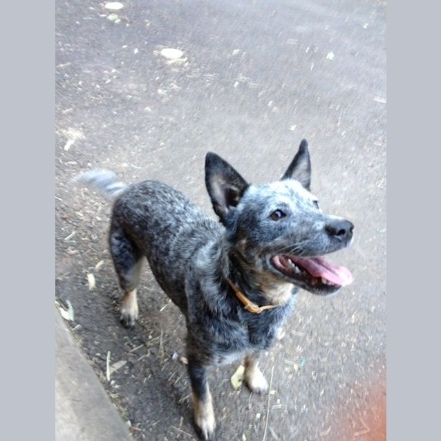 Photo of *Urgent * Luna