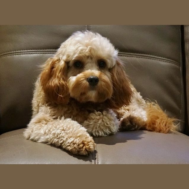 Photo of Cobi