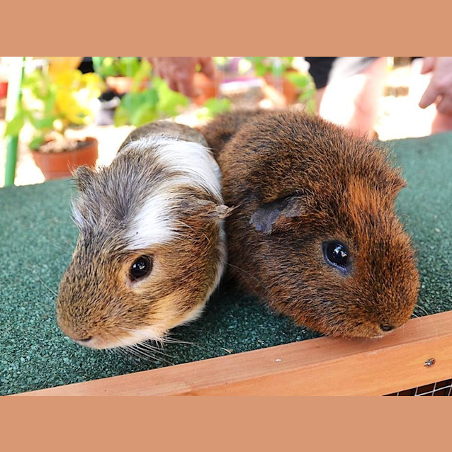 Photo of Buddy And Bear