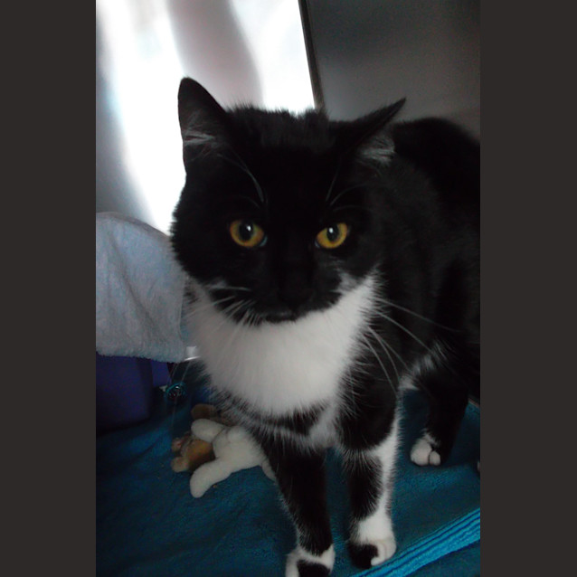 Photo of Puffin