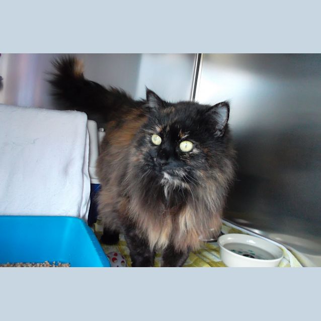 Photo of Fluffy