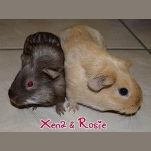 Photo of Xena And Rosie