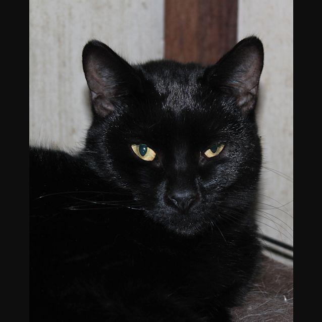 Photo of Alani