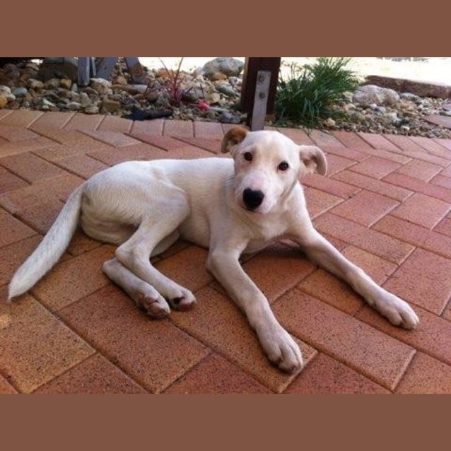 Photo of Cairo, Is On Trial, Adoption Pending