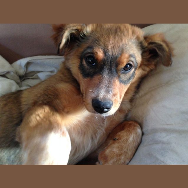 Photo of Daisy   Expressions Of Interest Only