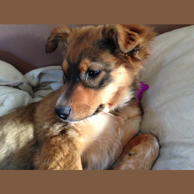 Photo of Daisy   Expressions Of Interest Only