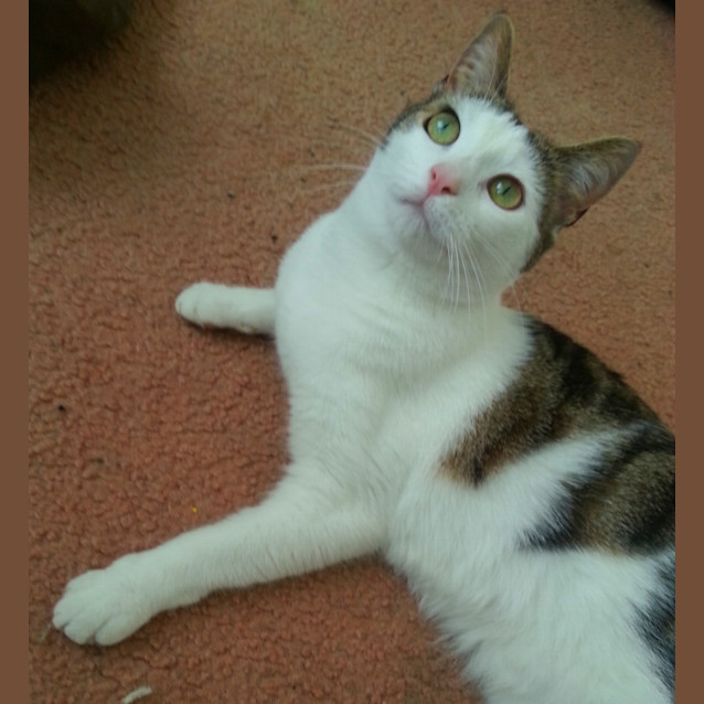 Photo of Millie