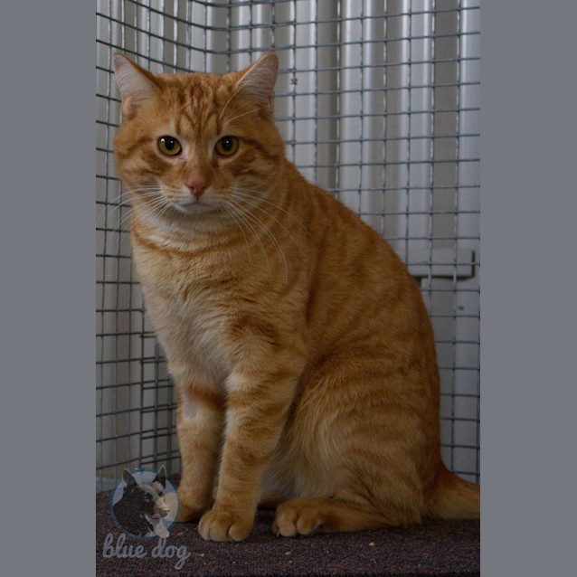 Photo of Jase (C477)