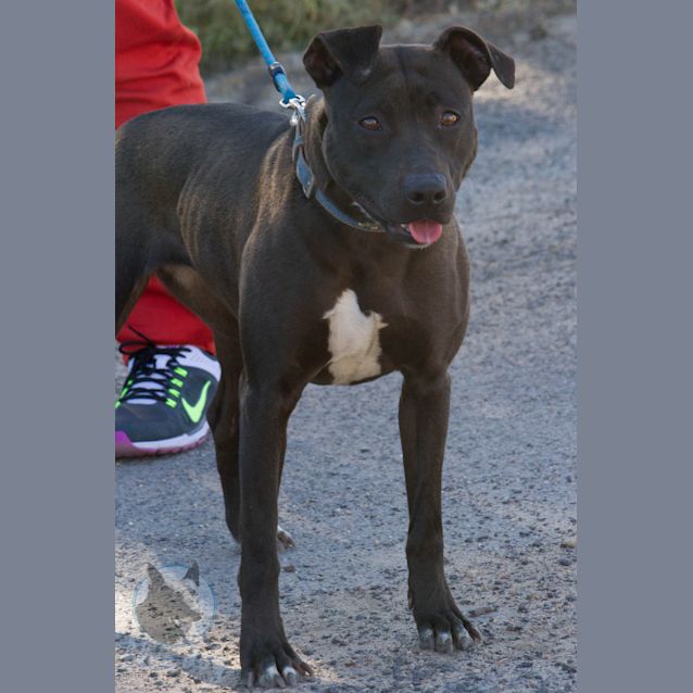 Photo of Tillie (D486)