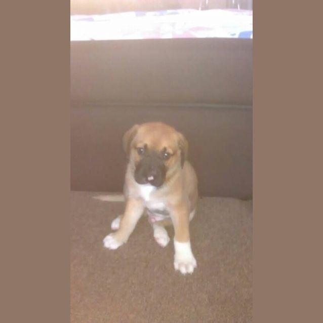 Photo of Baxter 