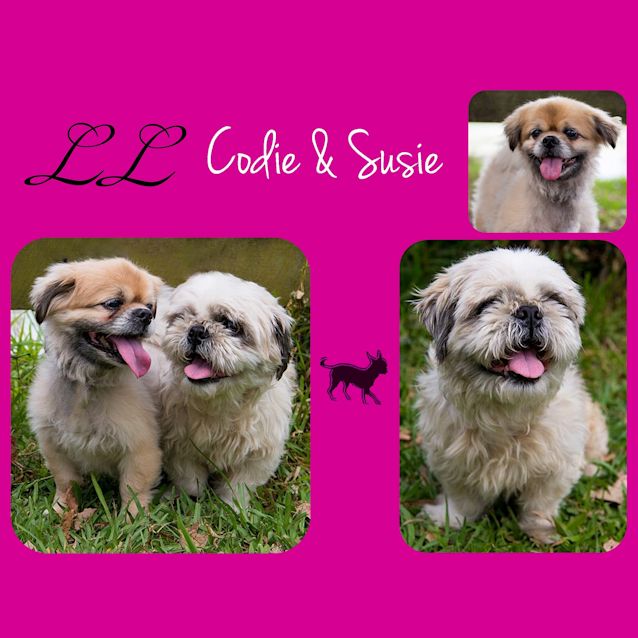 Photo of Codie And Susie