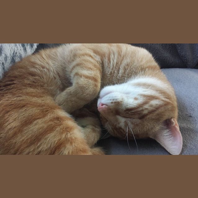 Photo of Puss