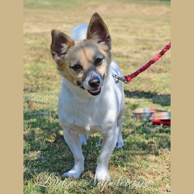Photo of Lucky