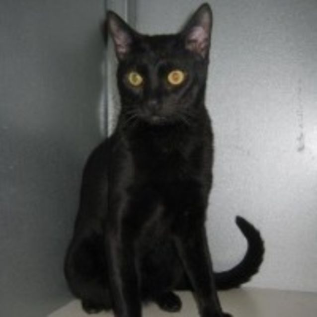 Photo of Chilli
