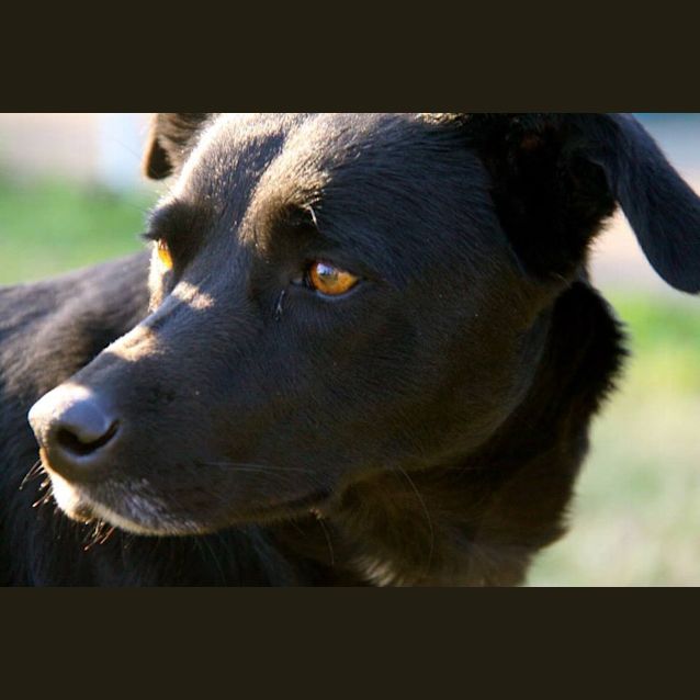 Photo of Indi