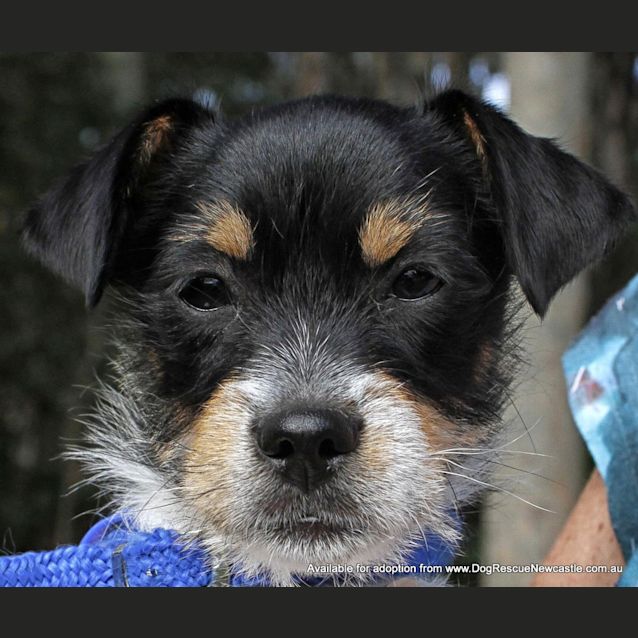 Photo of Puppy Billy (On Trial 26/10/13)