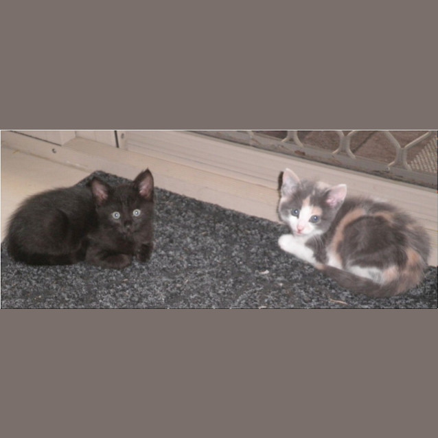 Photo of Newton & Amie *Dual Adoption