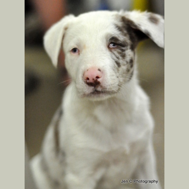 Photo of Stevie (The Wonder Pup)