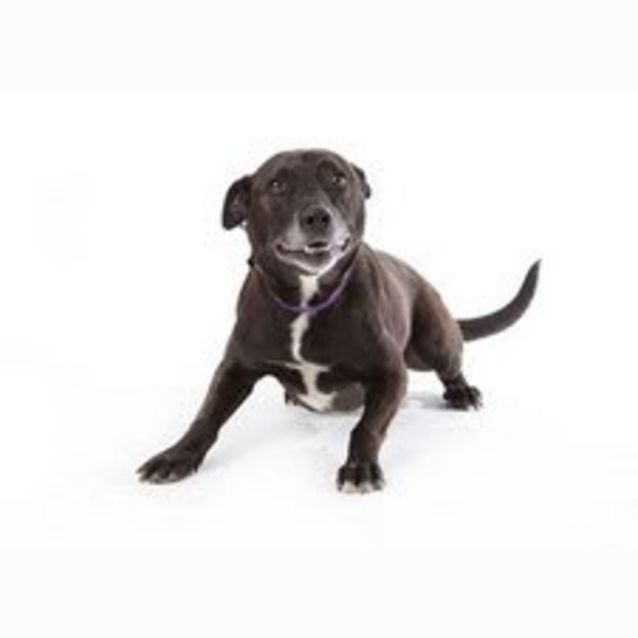 Photo of Digger