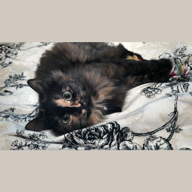Photo of Evie