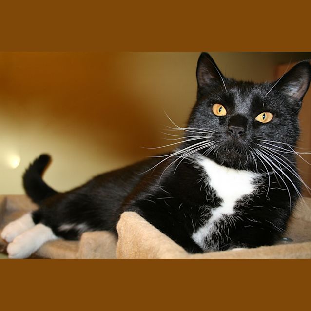 Photo of Lucius