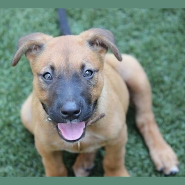 Photo of Kopi