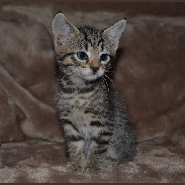 Photo of Milsey(nc218)