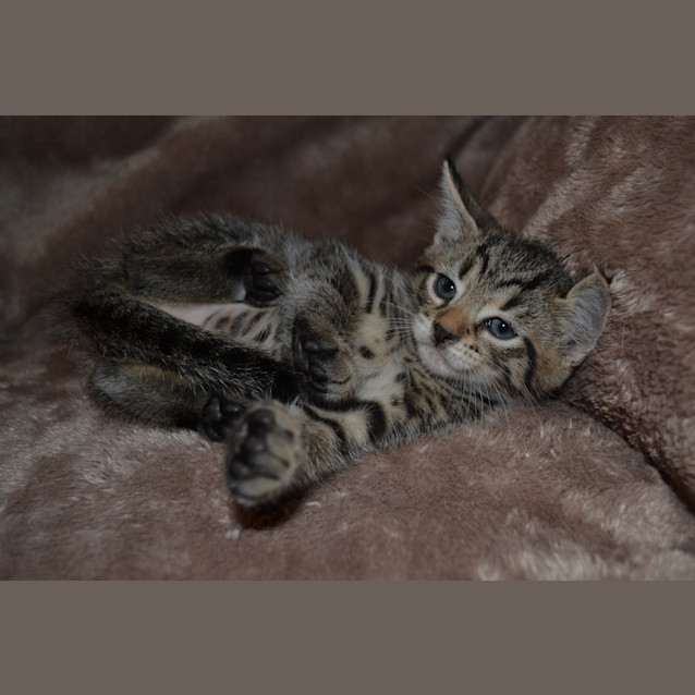 Photo of Milsey(nc218)